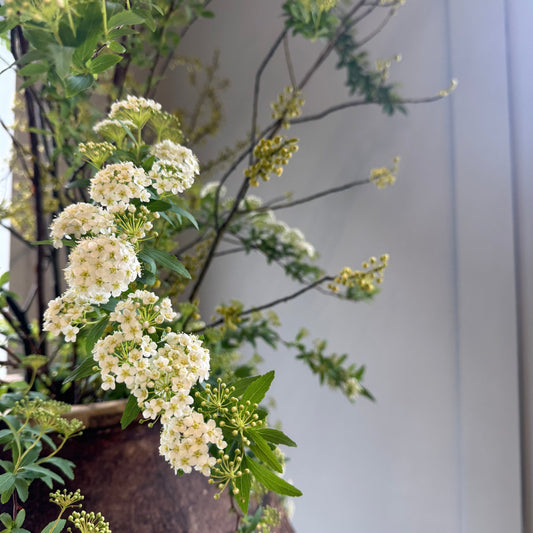 店舗のお花が春らしくお色直ししました